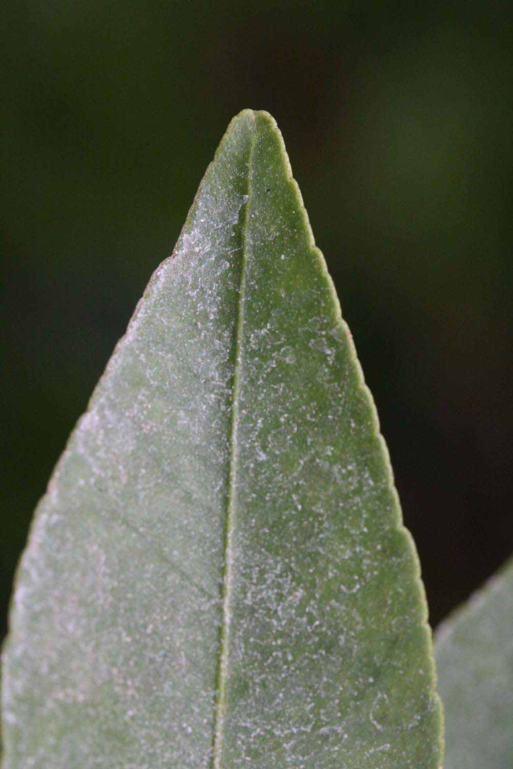              Margin (Riverside, CA)       